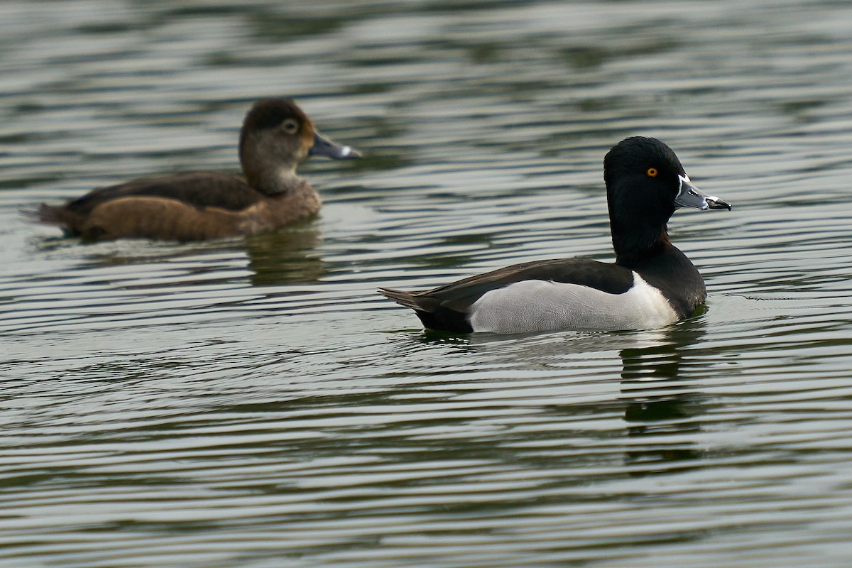 polák proužkozobý - ML646550630