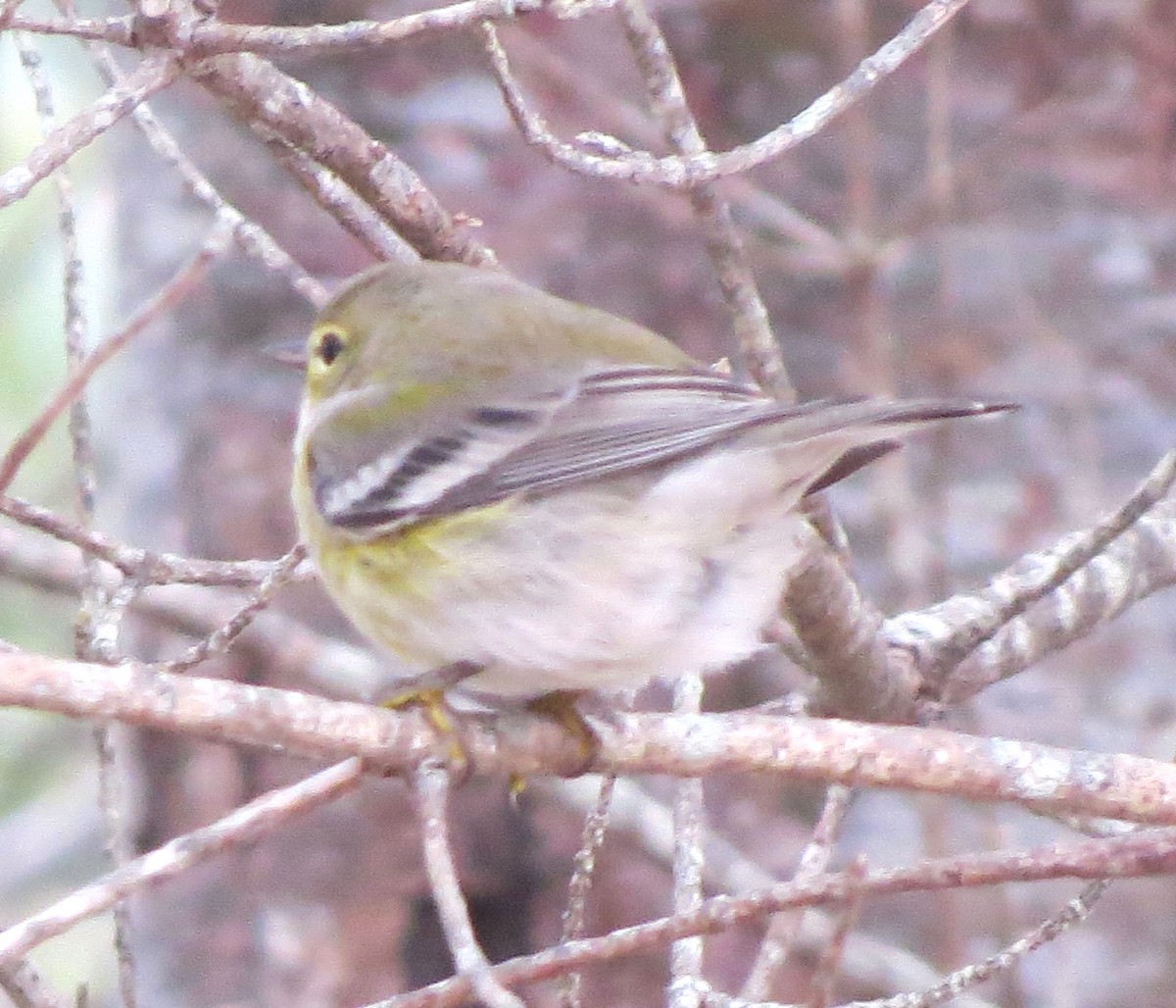 Paruline des pins - ML646550631