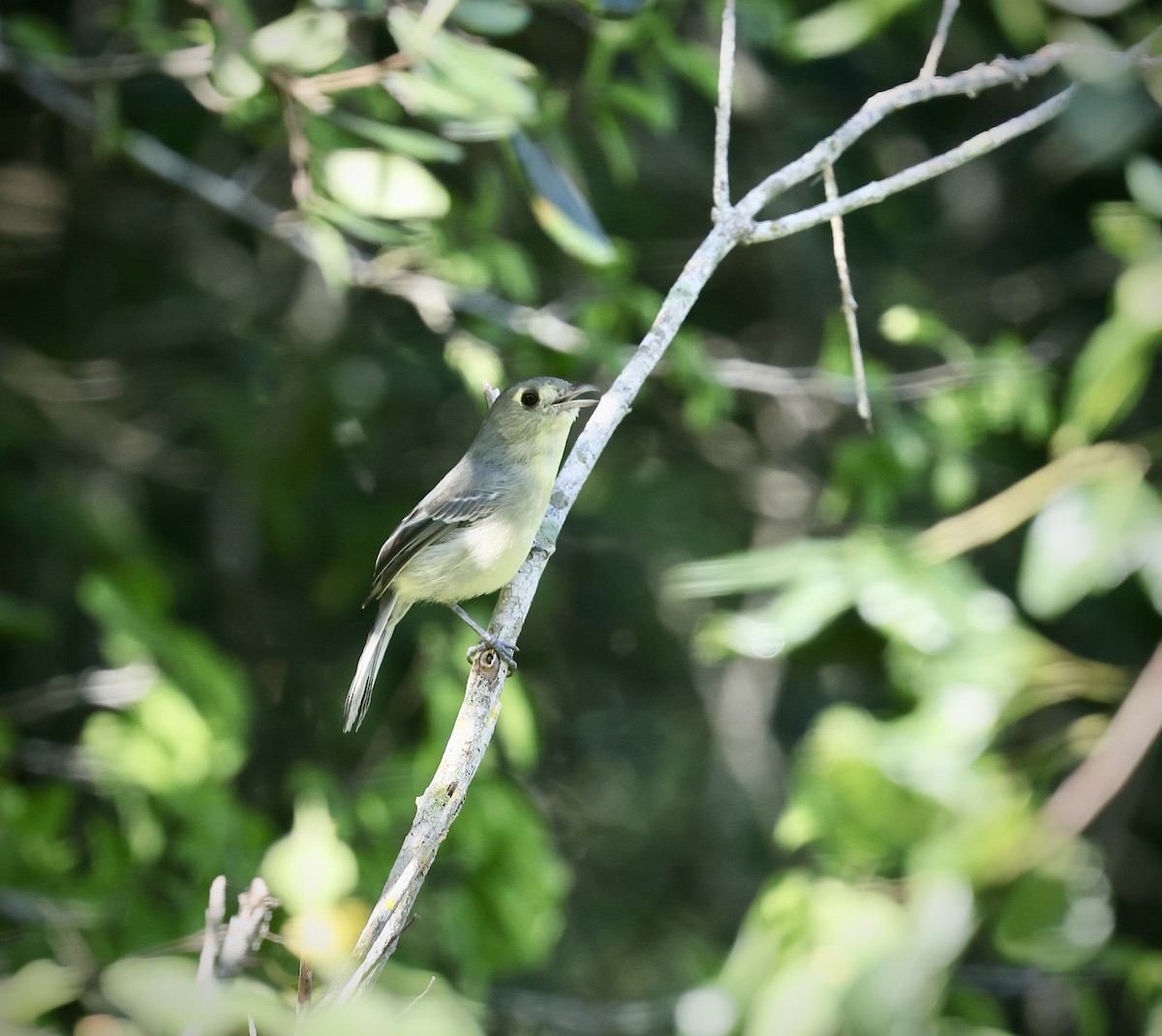 Cuban Vireo - ML646550632
