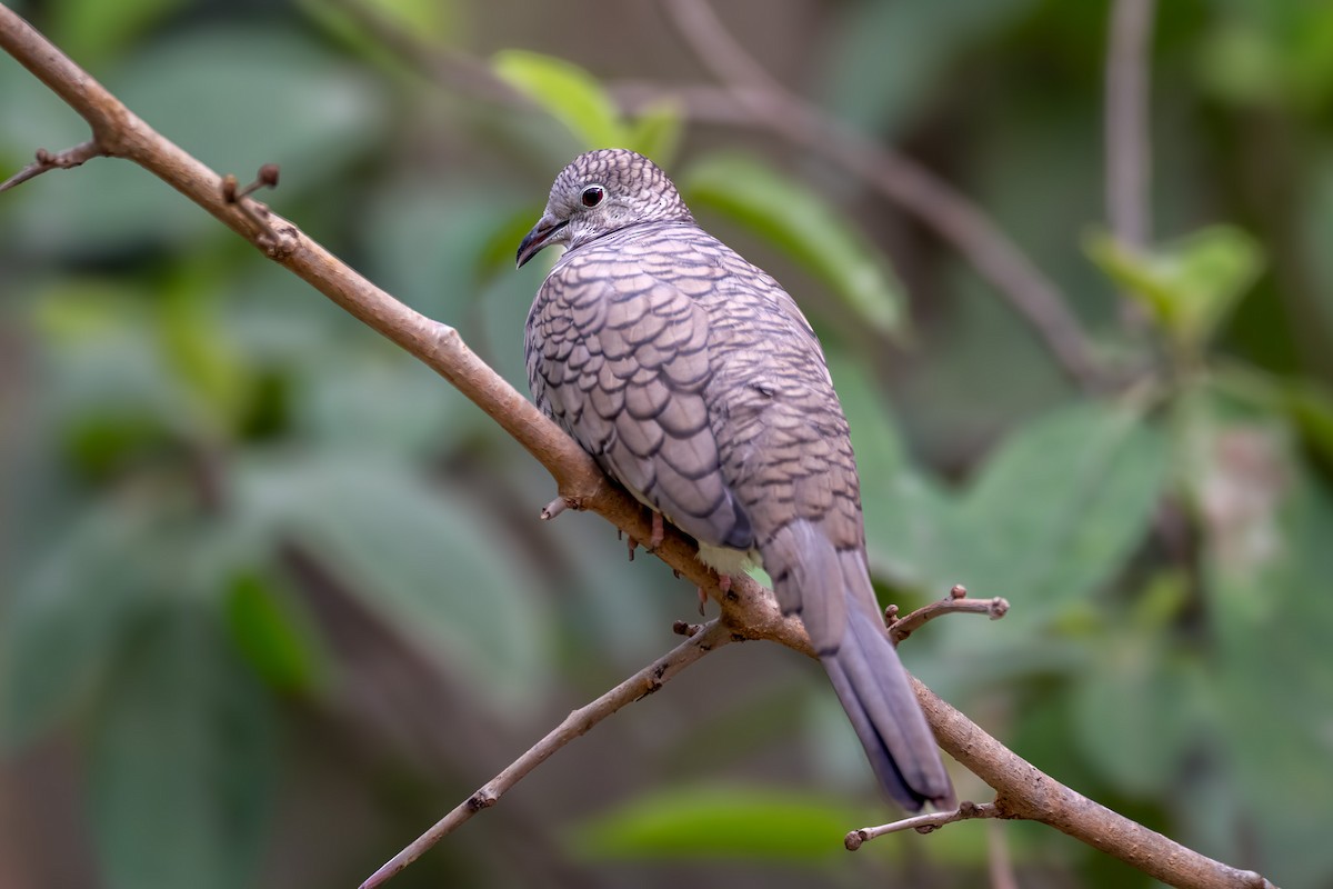 Inca Dove - ML646550633