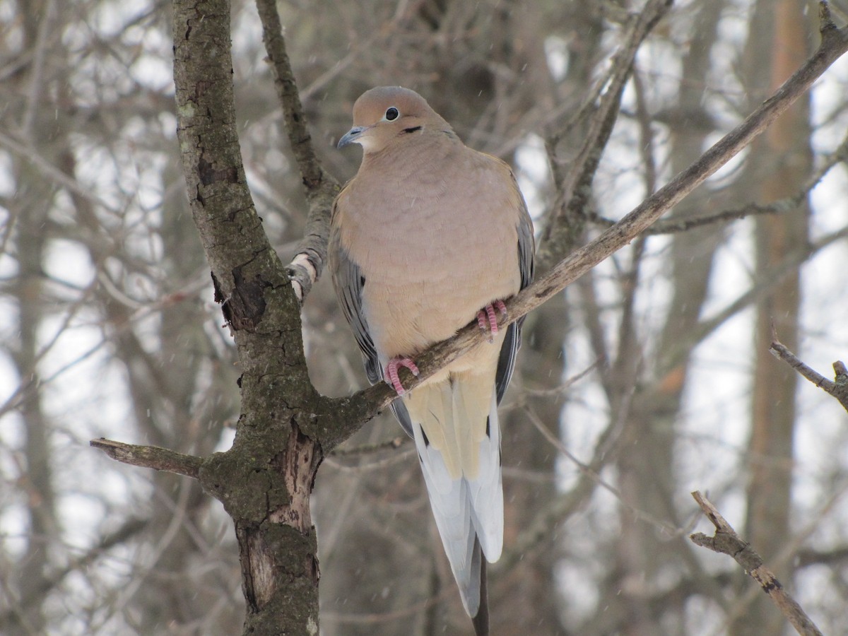 Mourning Dove - ML646550635