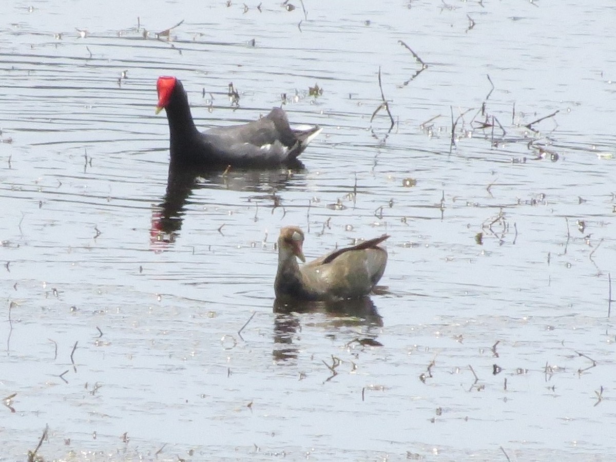 Common Gallinule - ML646550641