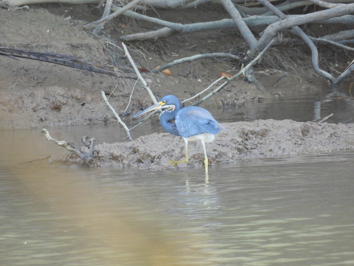 Tricolored Heron - ML646550645