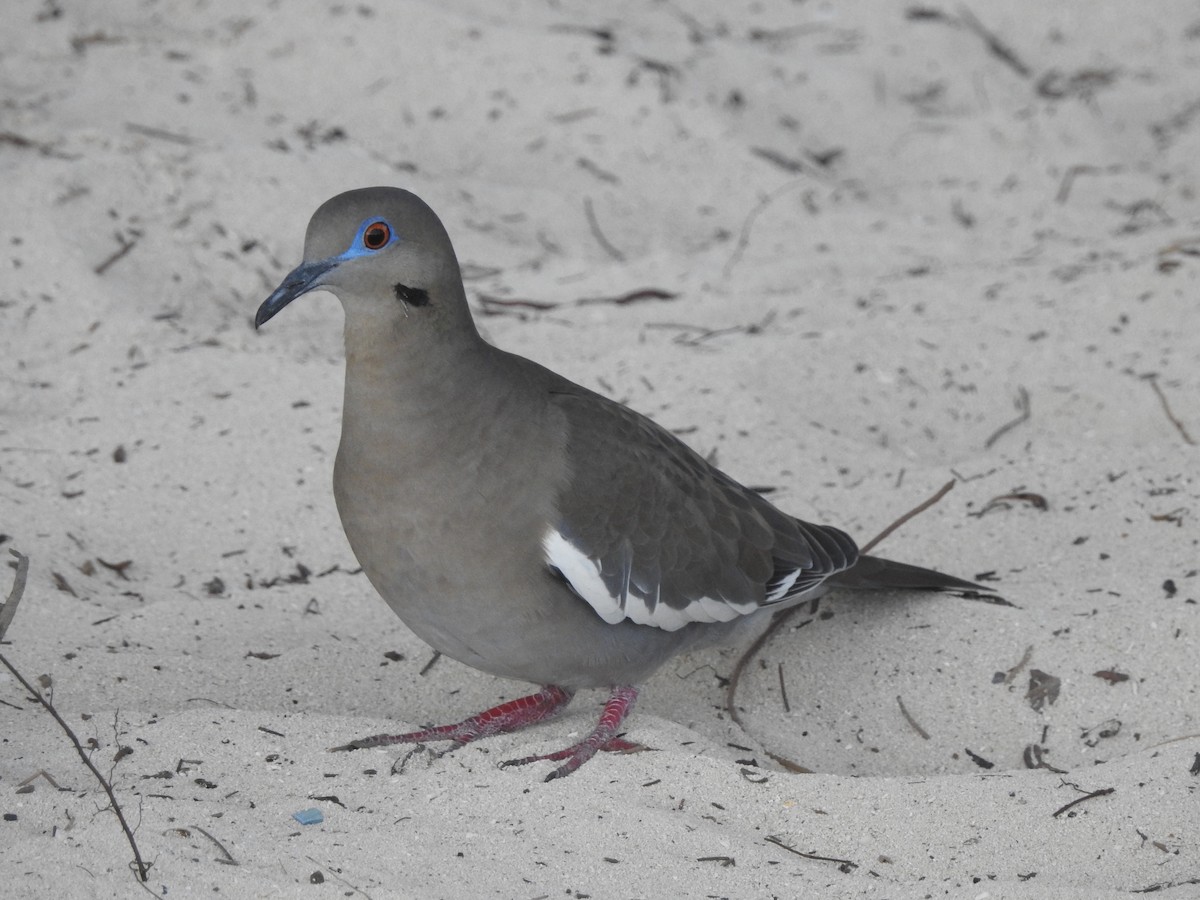 White-winged Dove - ML646550646