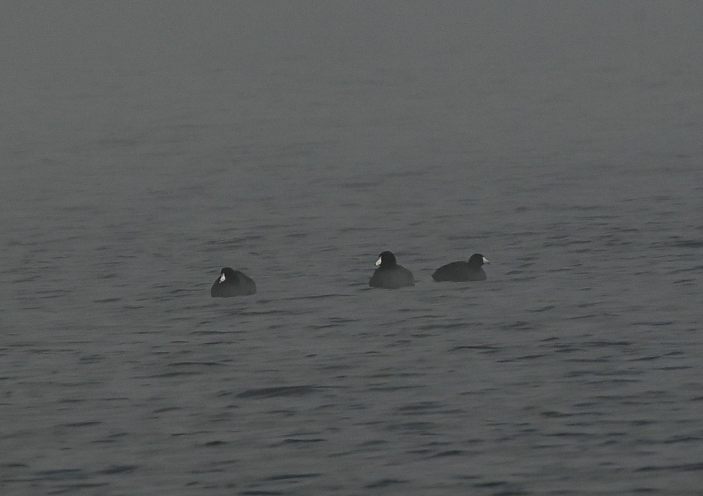 American Coot - ML646550648