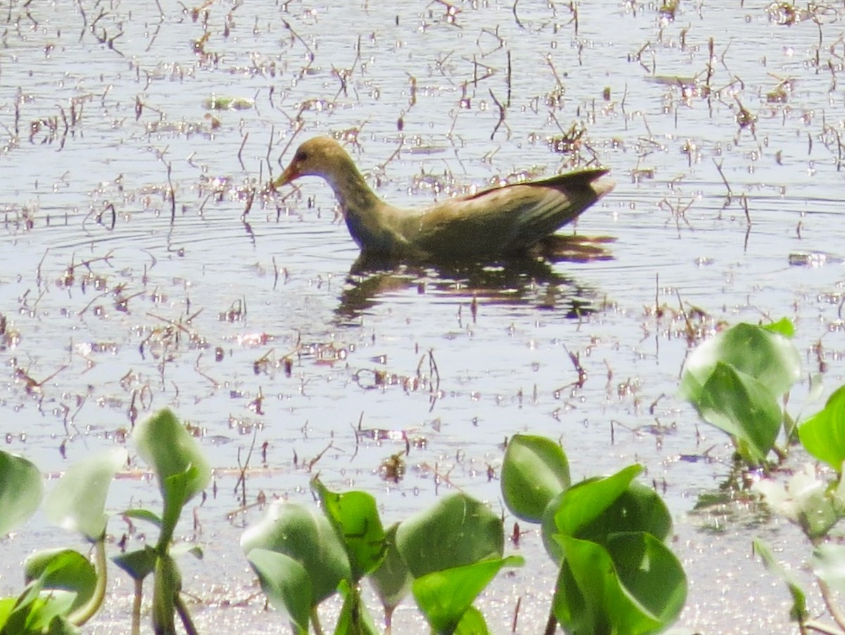 Purple Gallinule - ML646550649