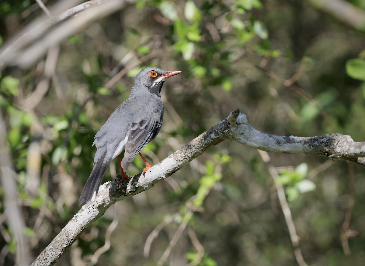Western Red-legged Thrush - ML646550650