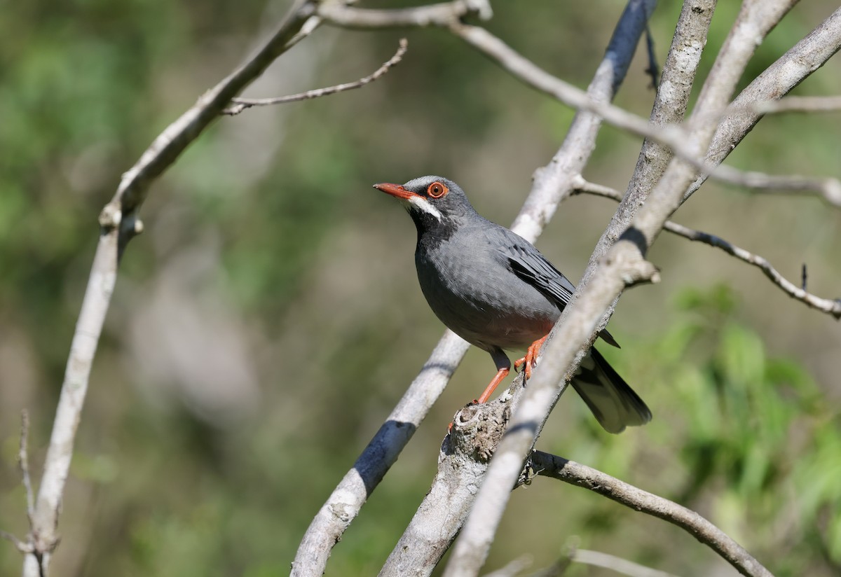 Western Red-legged Thrush - ML646550651