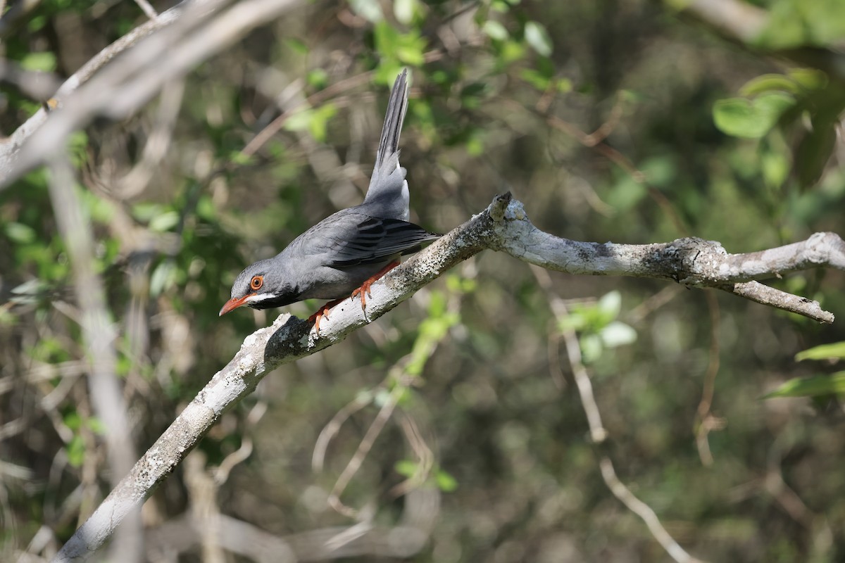 Western Red-legged Thrush - ML646550652