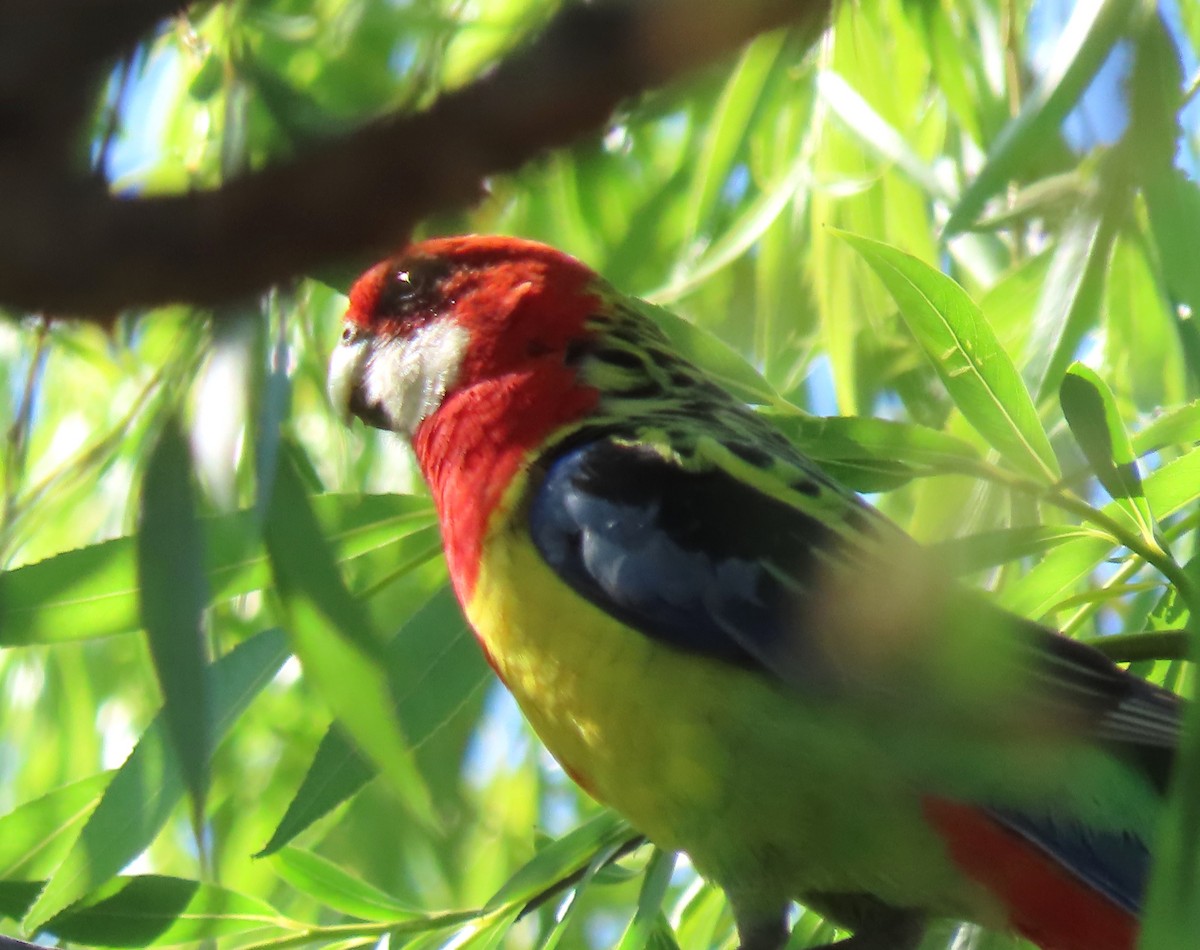 Rosella orientale - ML646550653