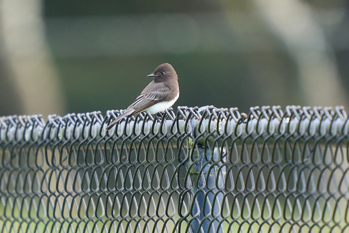 Black Phoebe - ML646550655