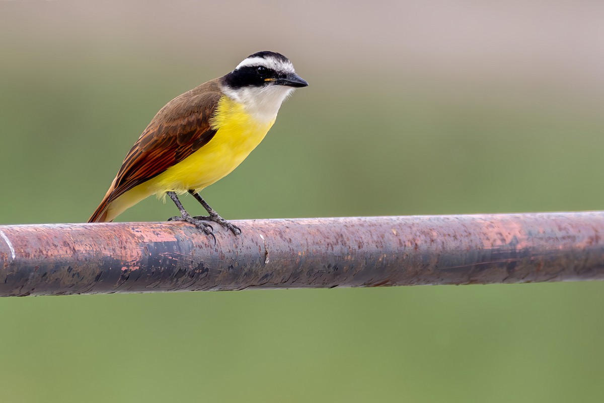 Great Kiskadee - ML646550656