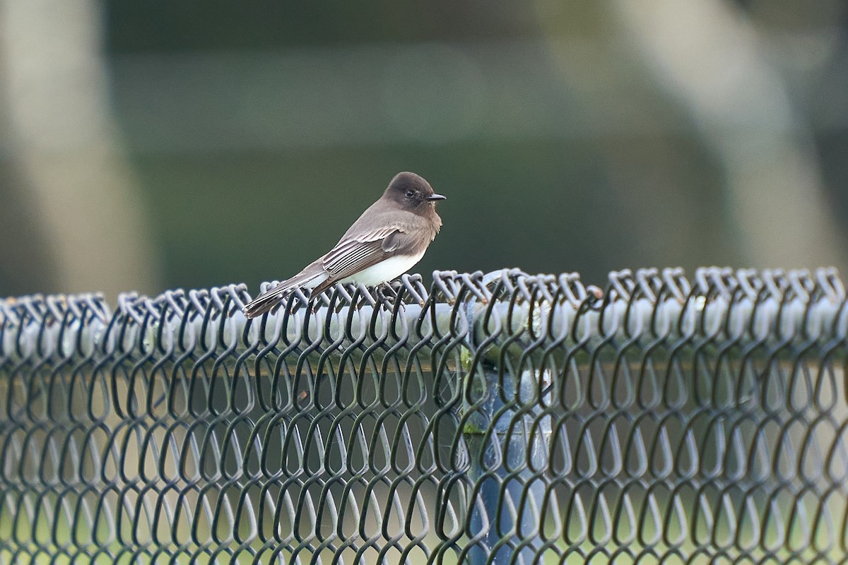 Black Phoebe - ML646550657