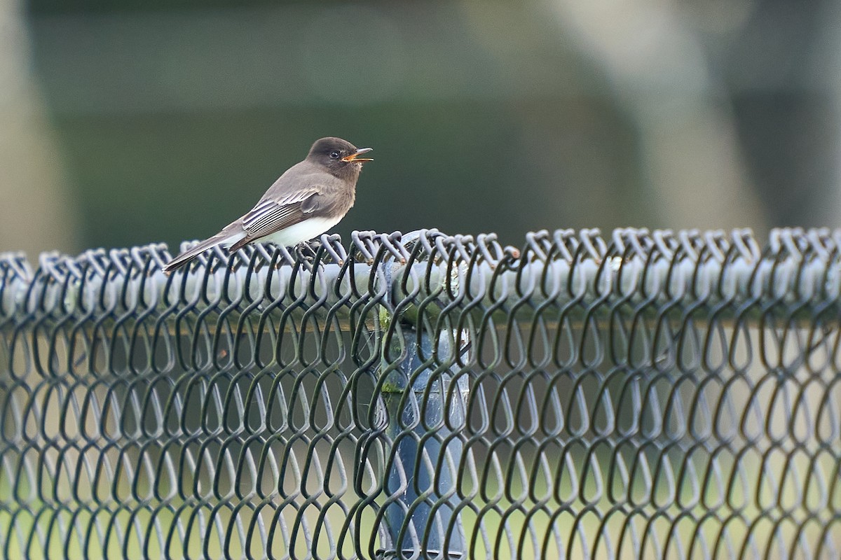 Black Phoebe - ML646550658