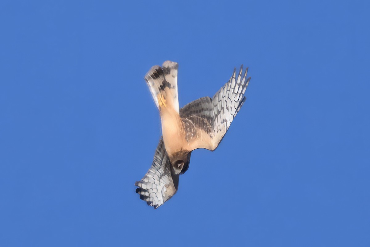 Northern Harrier - ML646550659