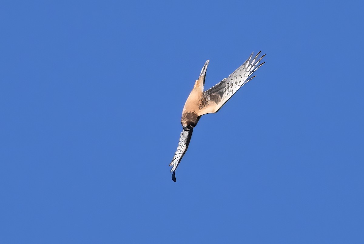Northern Harrier - ML646550660