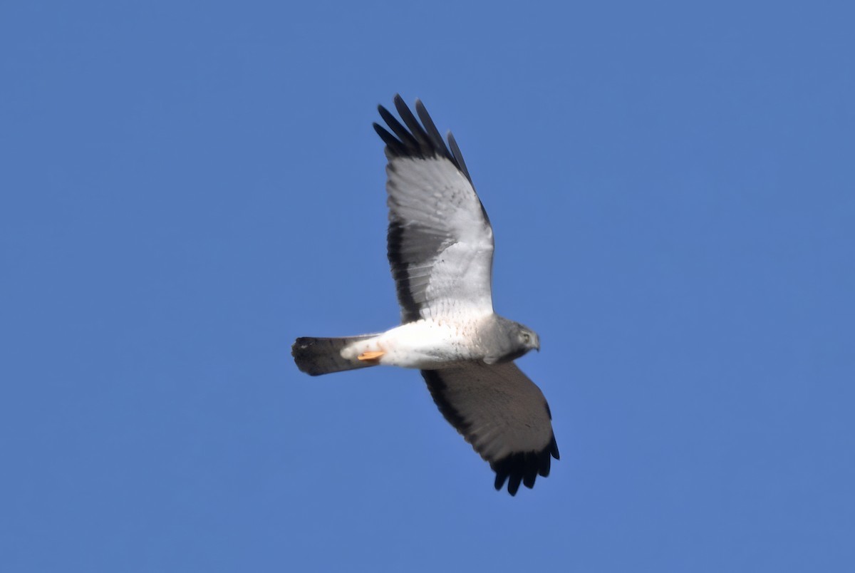 Northern Harrier - ML646550661