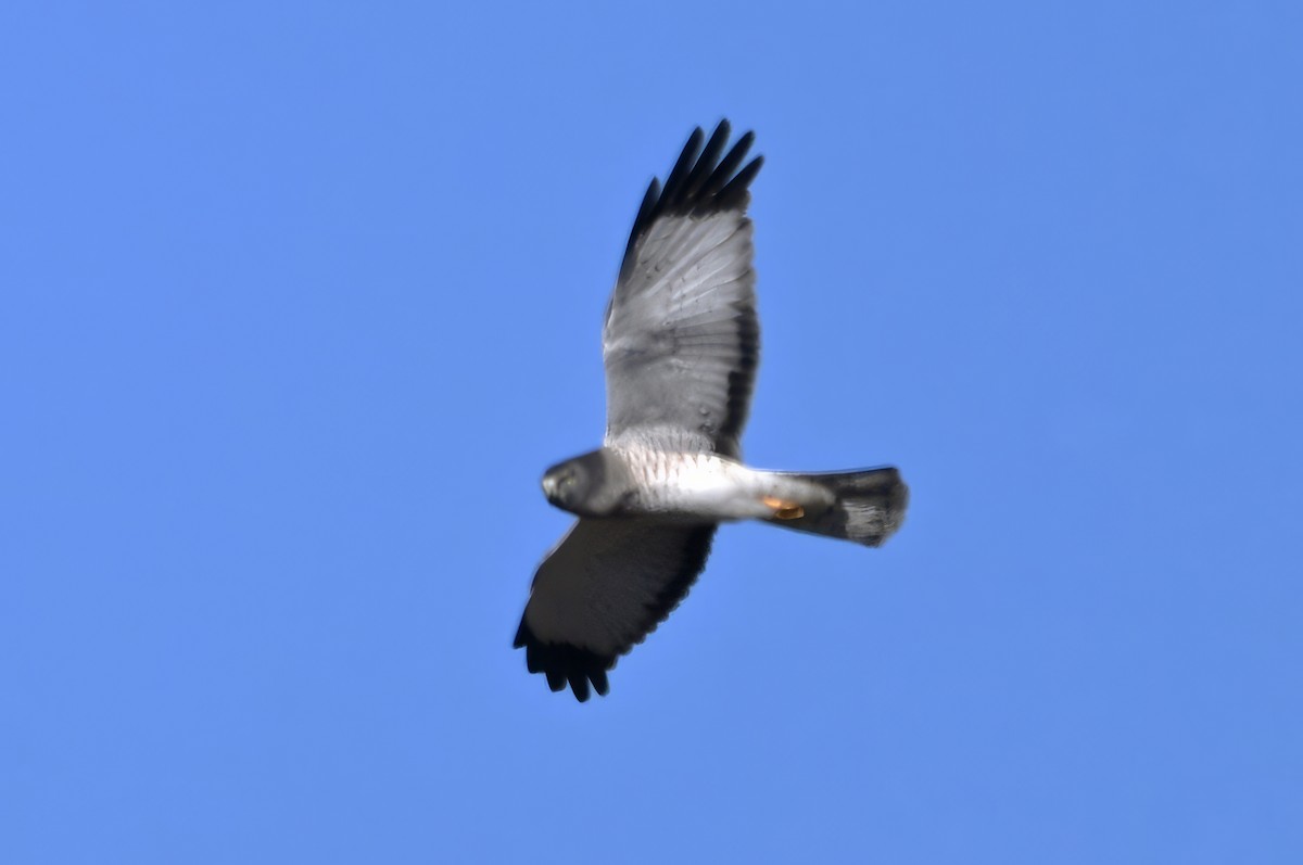 Northern Harrier - ML646550662