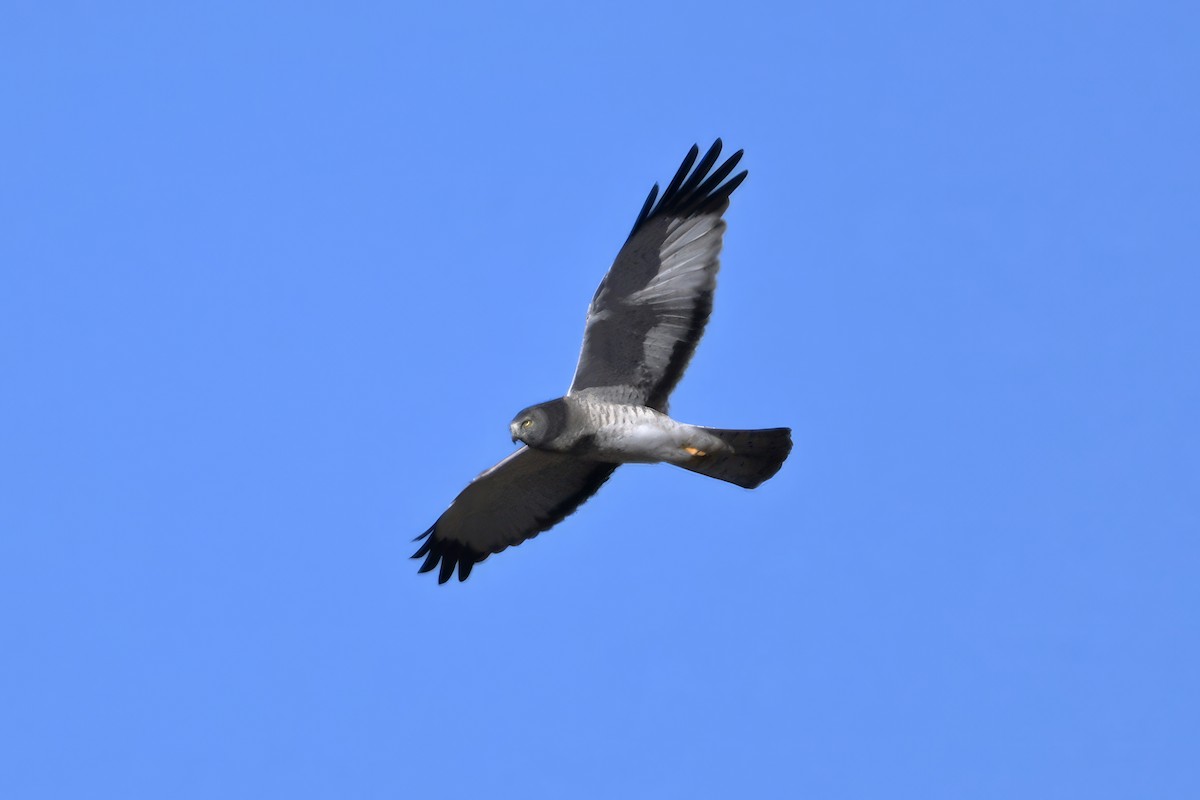 Northern Harrier - ML646550663