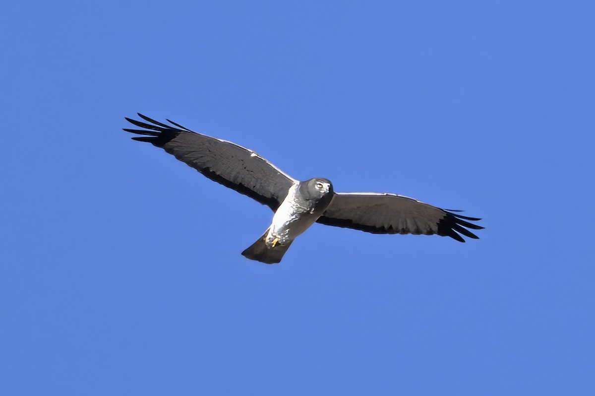 Northern Harrier - ML646550664