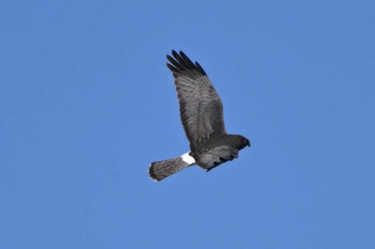 Northern Harrier - ML646550665