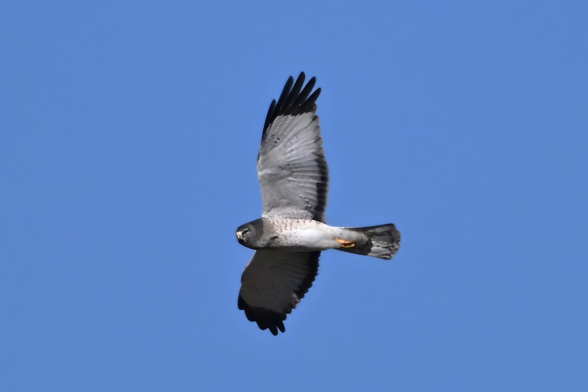 Northern Harrier - ML646550666