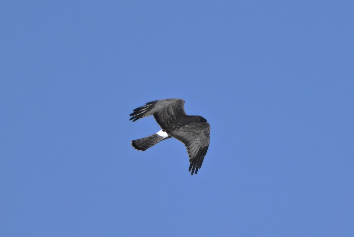 Northern Harrier - ML646550667