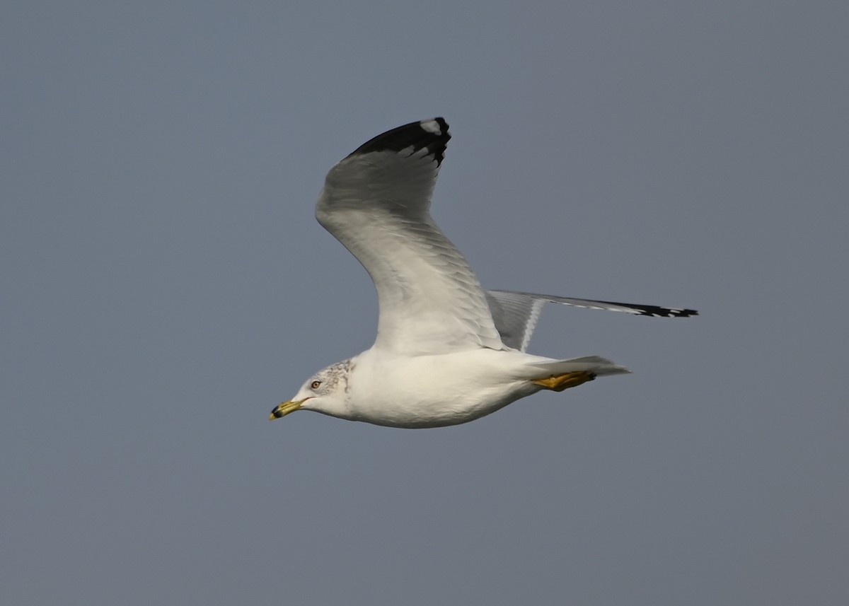 Ring-billed Gull - ML646550674