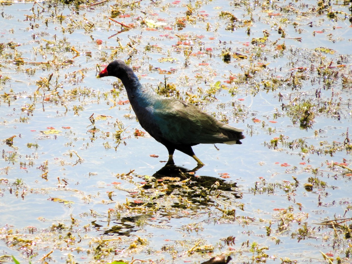 Purple Gallinule - ML646550675