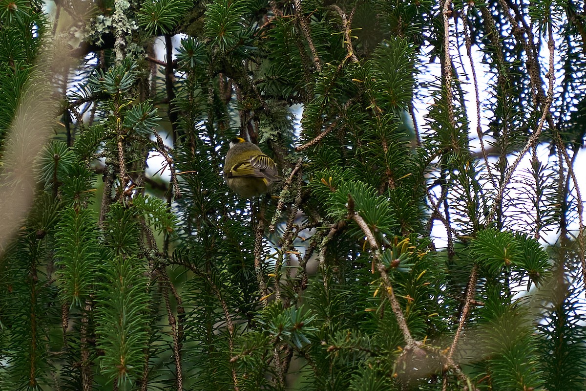 králíček zlatohlavý - ML646550680