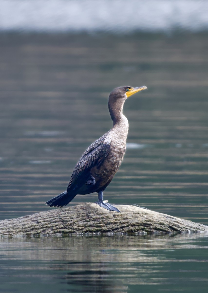 Double-crested Cormorant - ML646550682