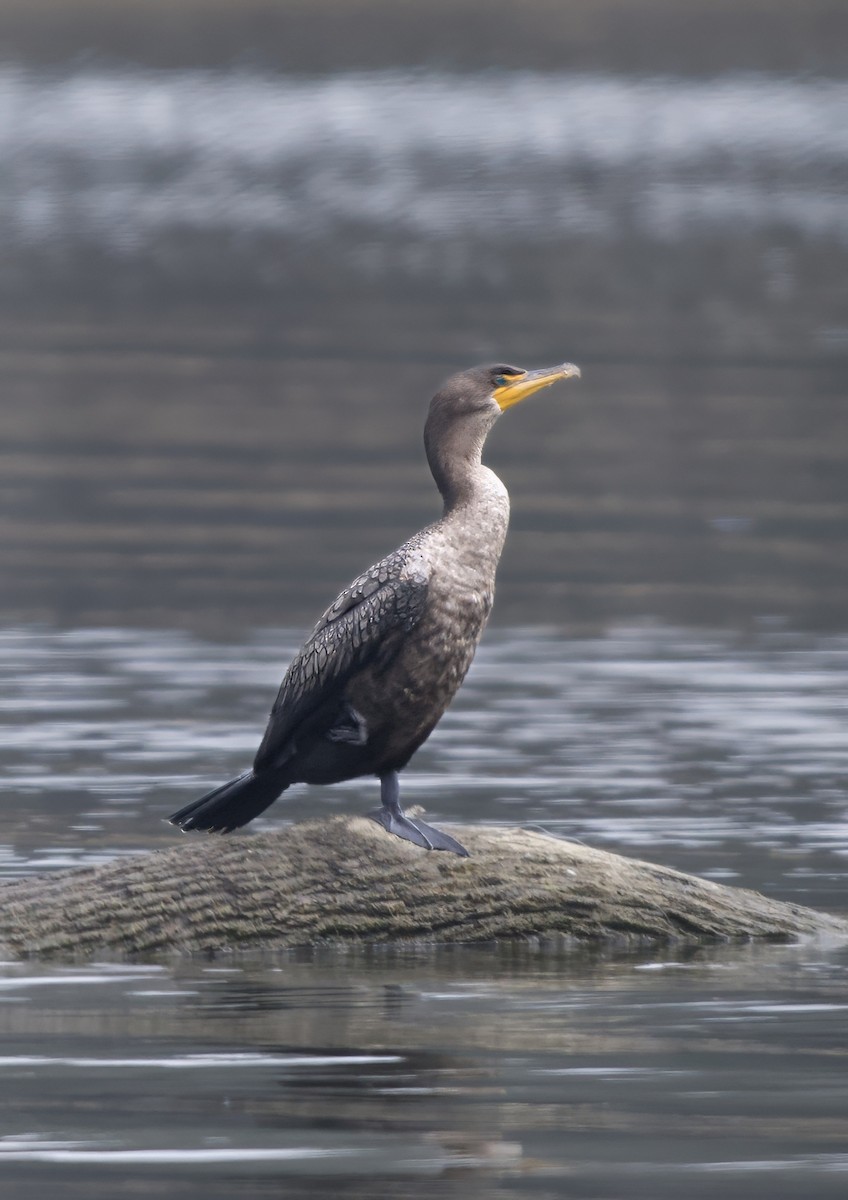 Double-crested Cormorant - ML646550683