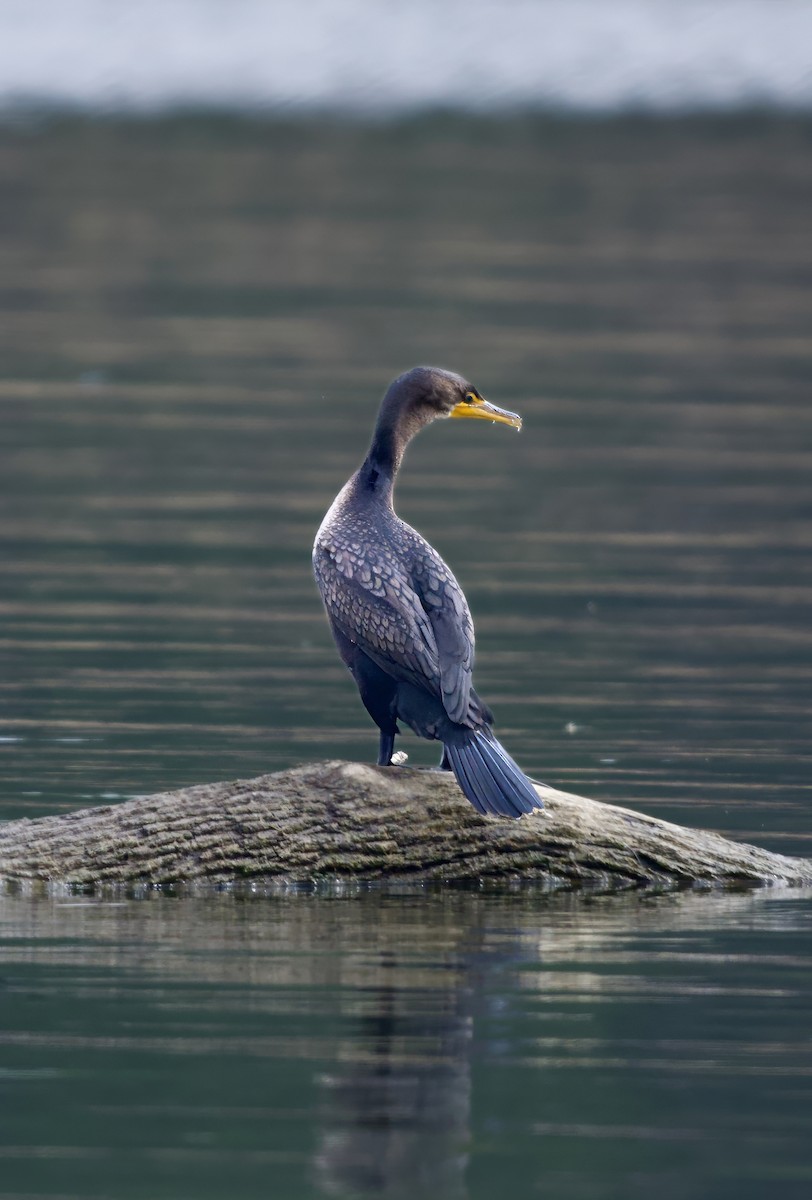 Double-crested Cormorant - ML646550684