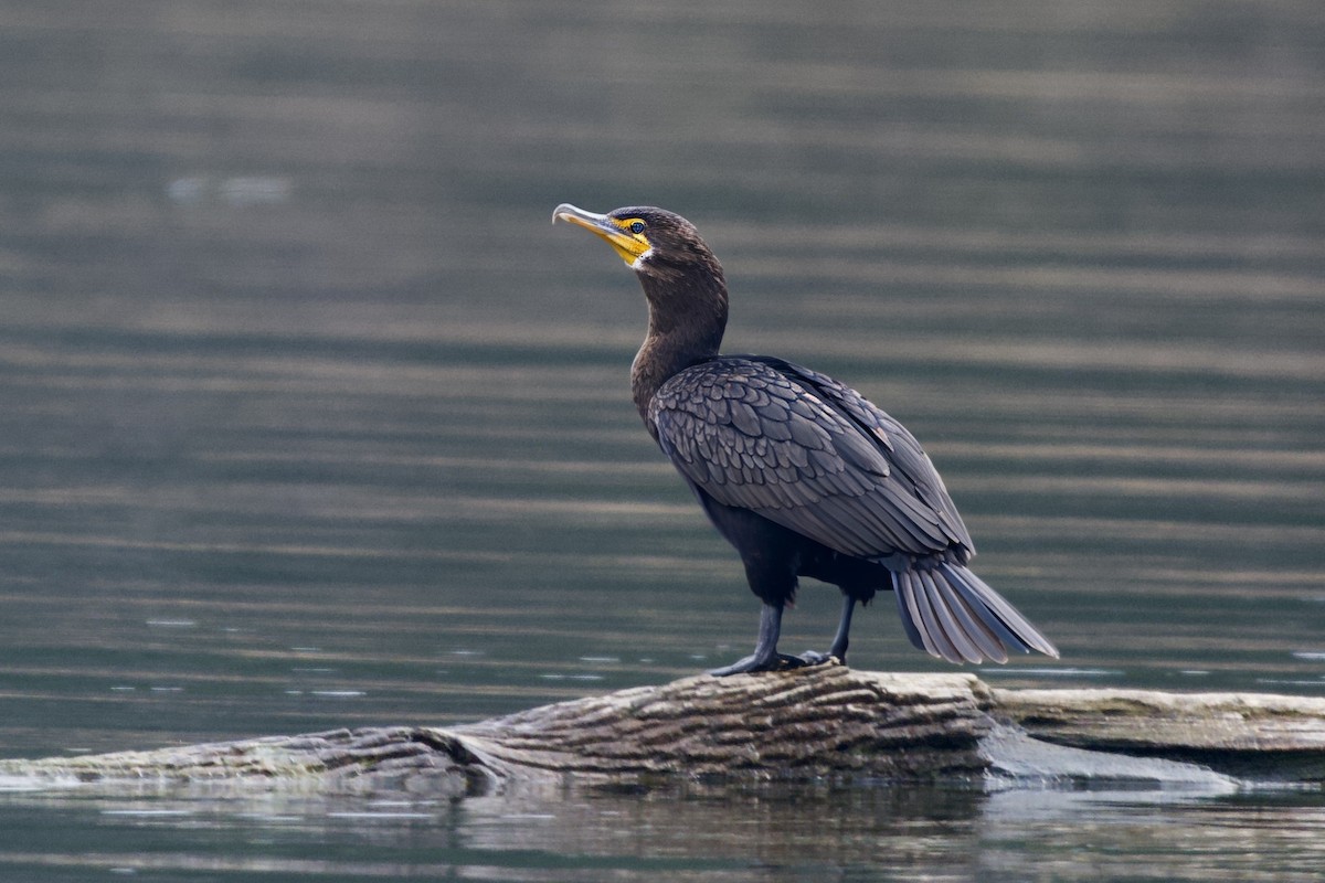 Double-crested Cormorant - ML646550685