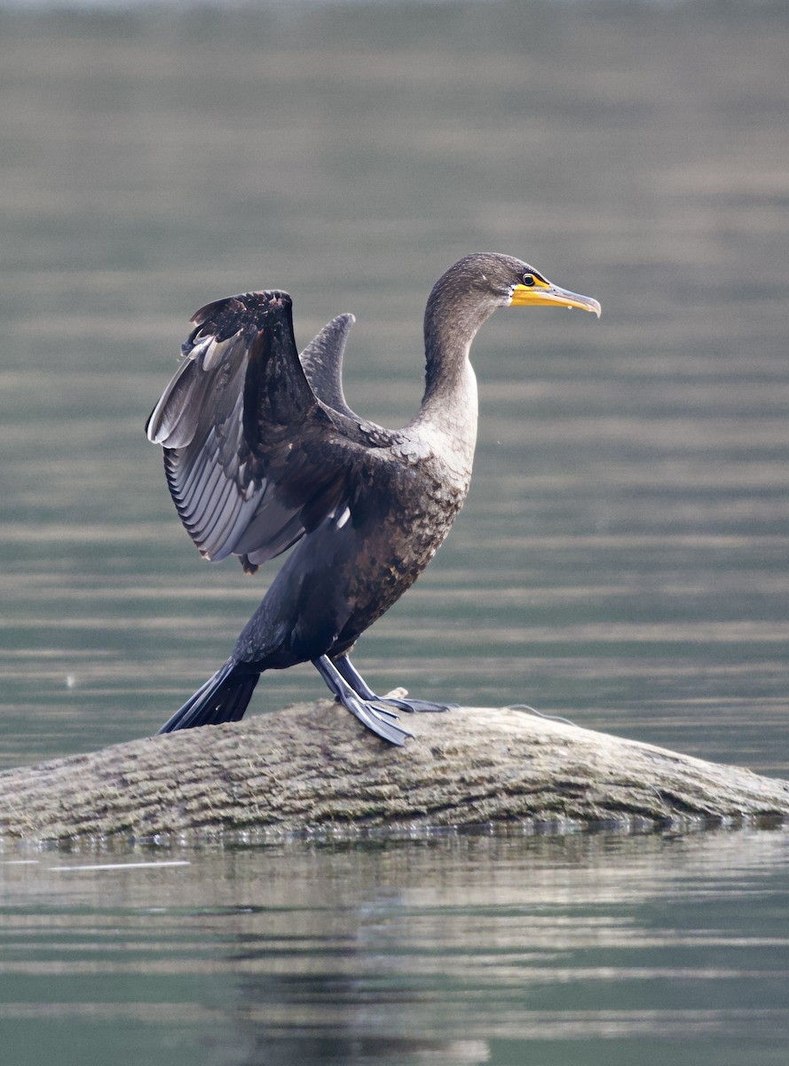 Double-crested Cormorant - ML646550686