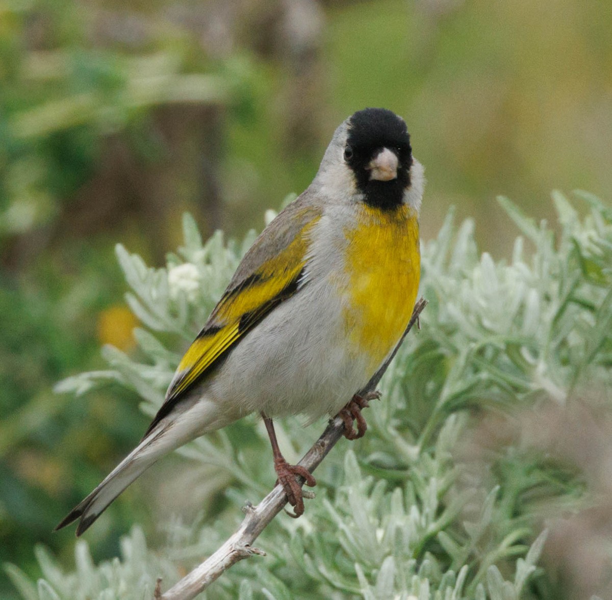 Lawrence's Goldfinch - ML646550687