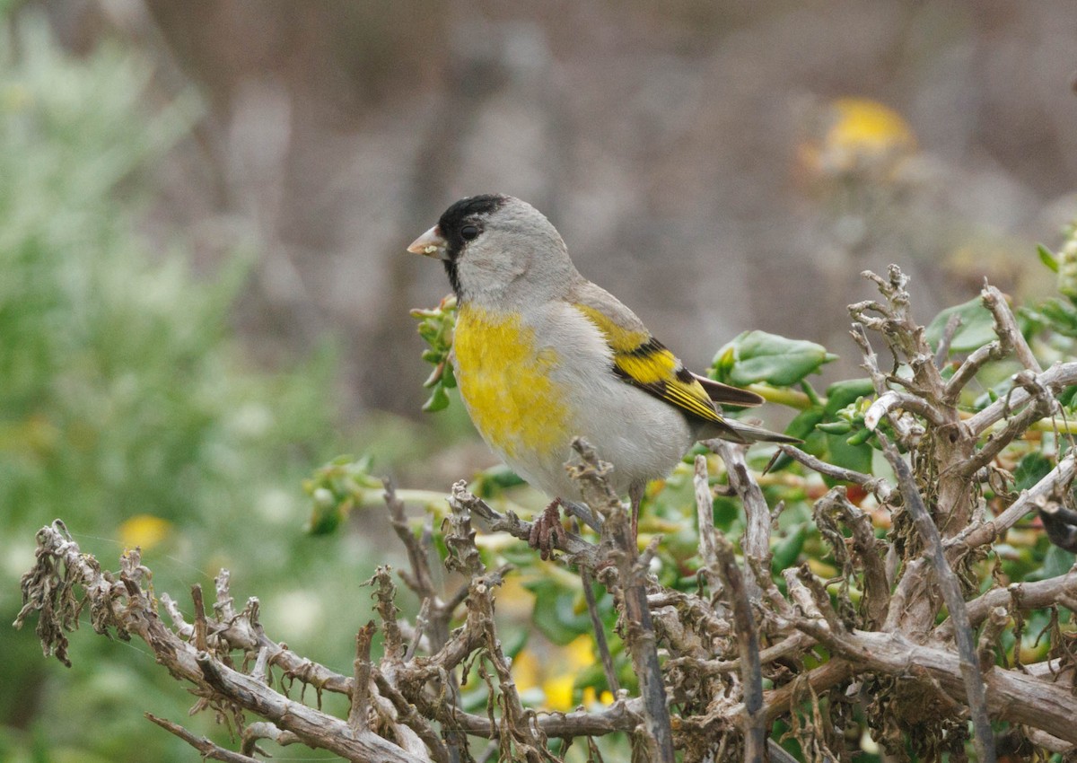 Lawrence's Goldfinch - ML646550688