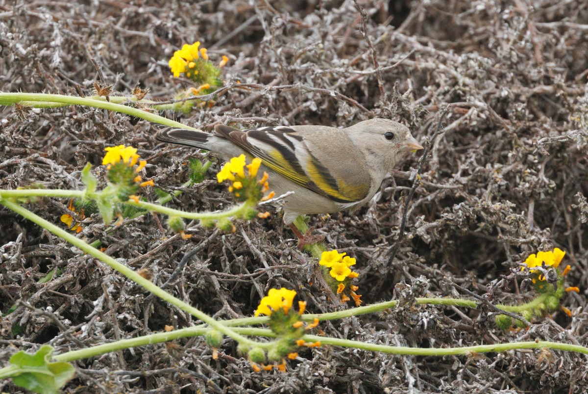 Lawrence's Goldfinch - ML646550689