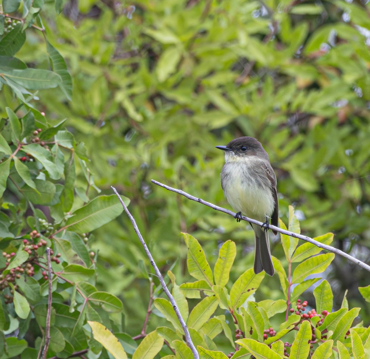 Eastern Phoebe - ML646550690