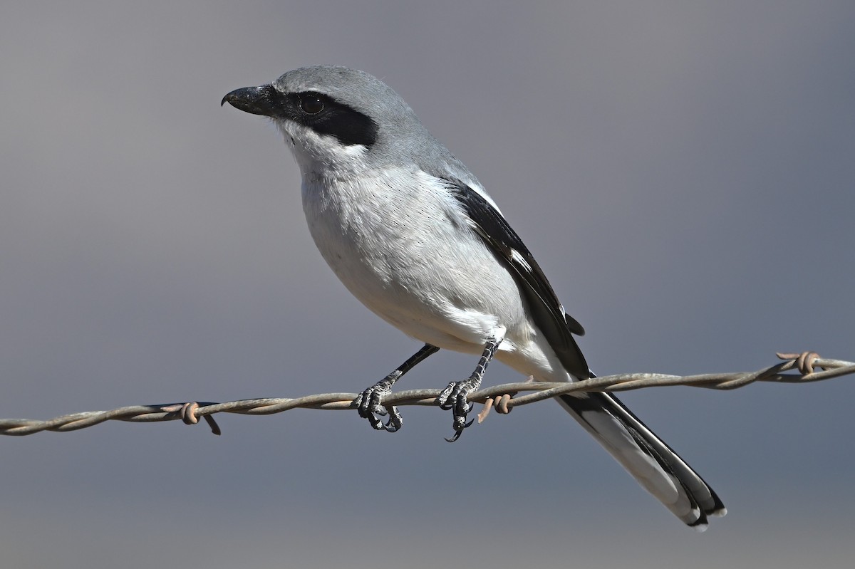 Loggerhead Shrike - ML646550691