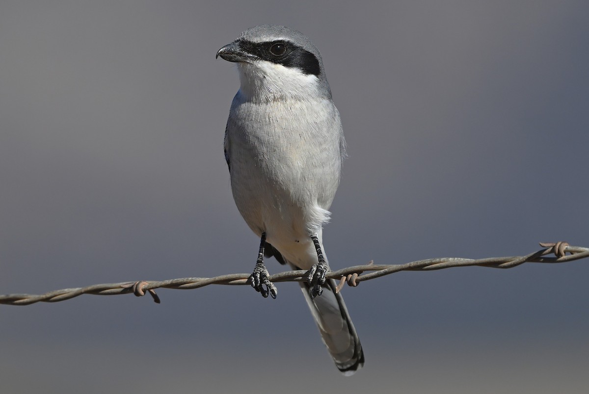 Loggerhead Shrike - ML646550692