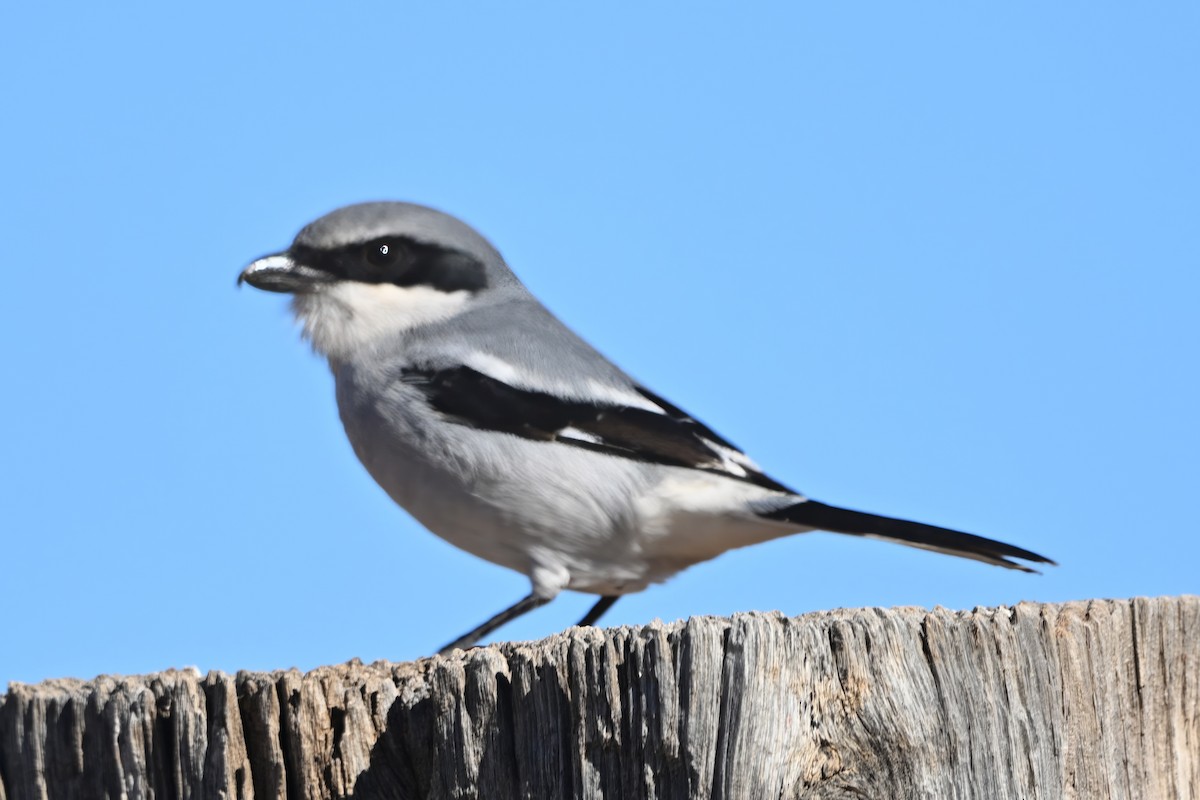 Loggerhead Shrike - ML646550693