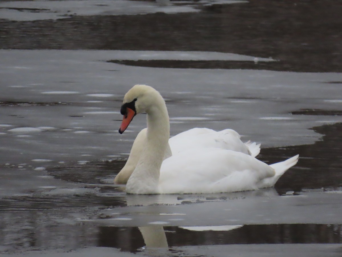 Mute Swan - ML646550694