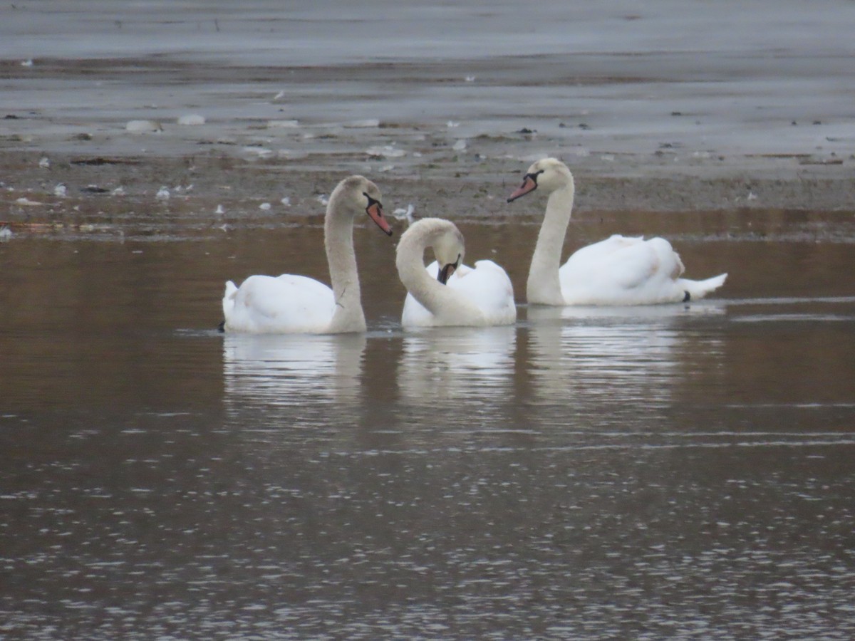 Mute Swan - ML646550695