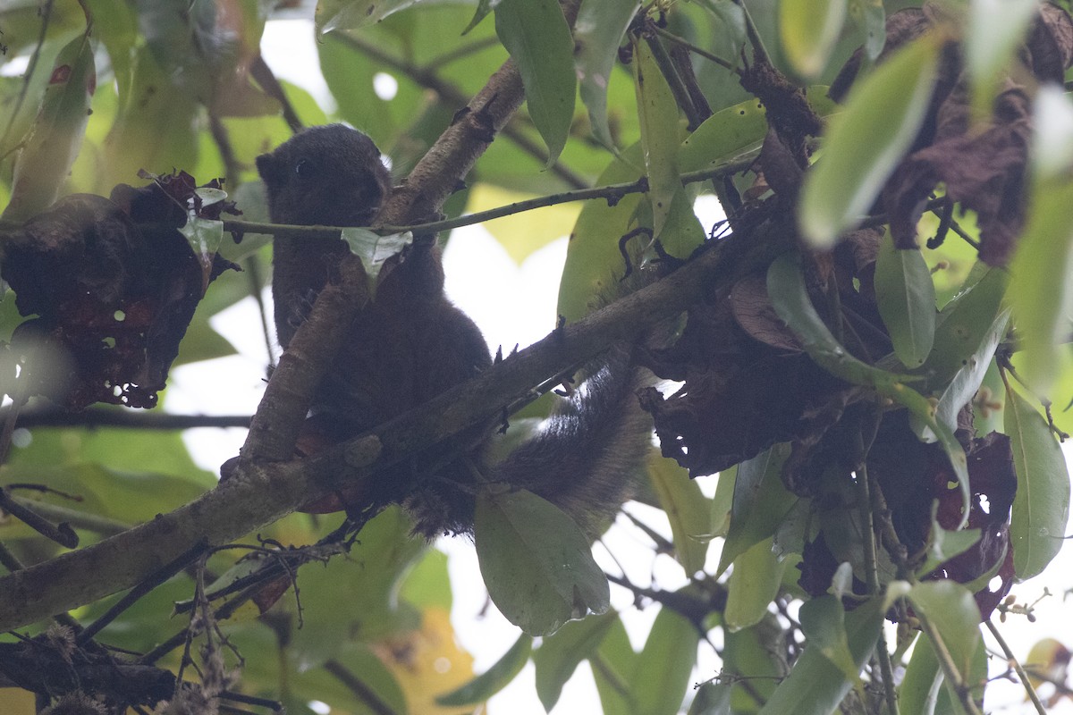 松鼠科 - ML646550697