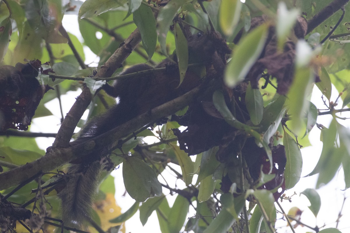 松鼠科 - ML646550698