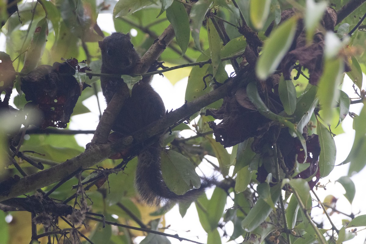 松鼠科 - ML646550699