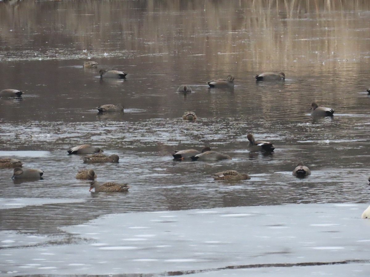 Gadwall - ML646550701