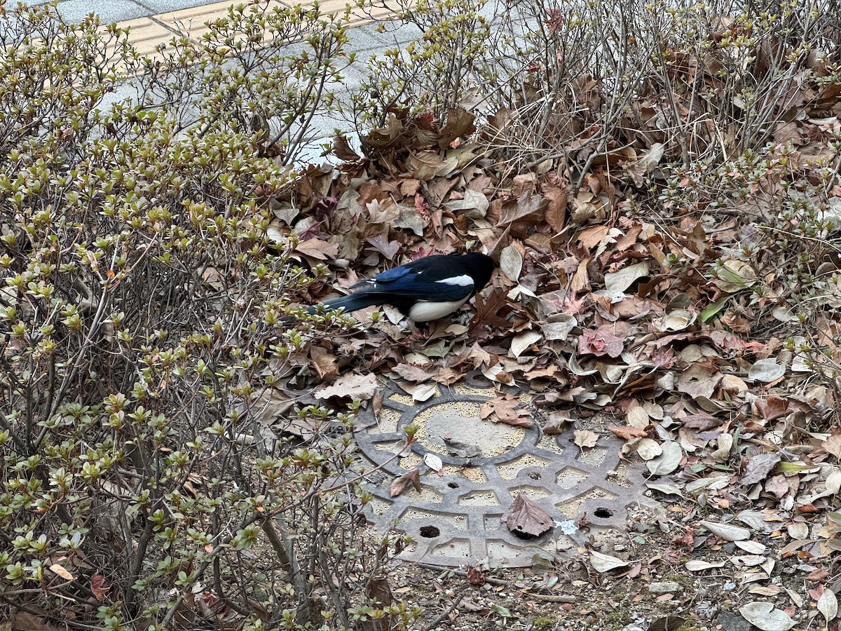 Orientelster - ML646550702