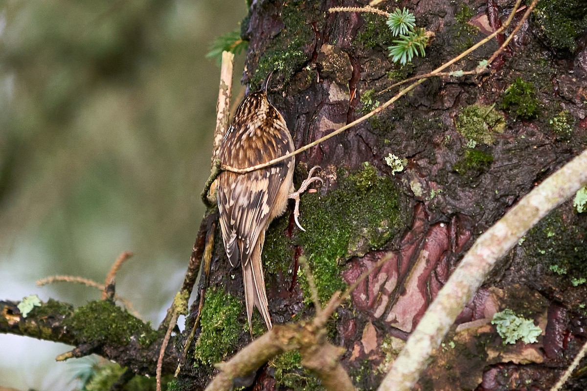 šoupálek americký - ML646550703